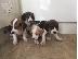 PoulaTo: Πανέμορφα κουτάβια Beagle.